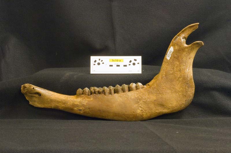 imnh-65003-26603-mandible-l-photo